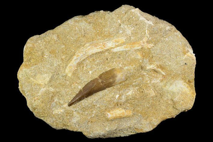 Fossil Plesiosaur (Zarafasaura) Tooth - Morocco #121749